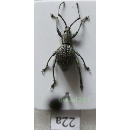 Neopyrgops sp. Heller, 1913 Philippines22a